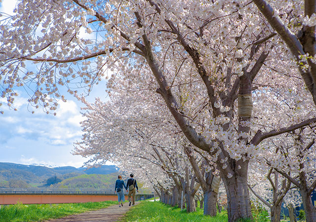 余市川櫻並木