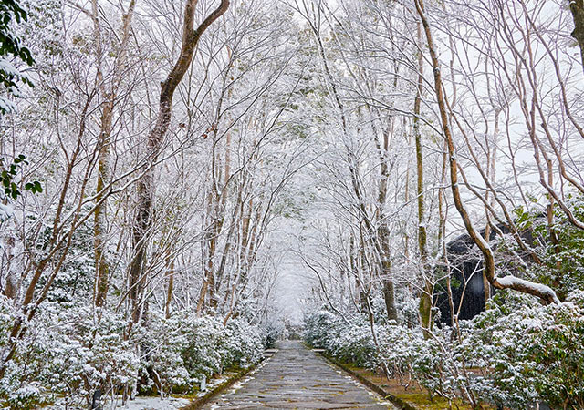 鷹峯自然森林散策