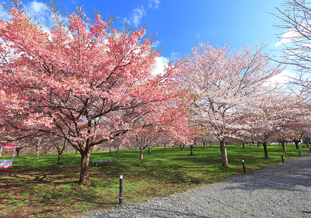 長湯溫泉枝垂櫻之鄉