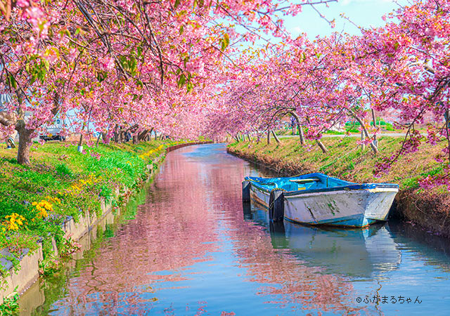 笠松河津櫻花路