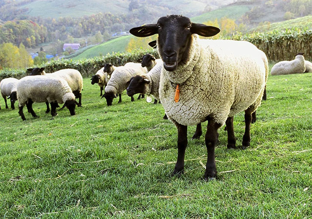 士別～羊．雲．丘綿羊館