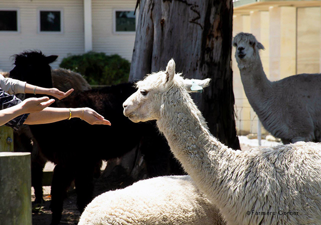 紐西蘭農特產品銷售站 Farmers Corner