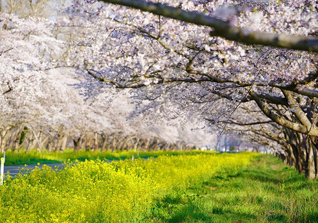櫻．油菜花街道