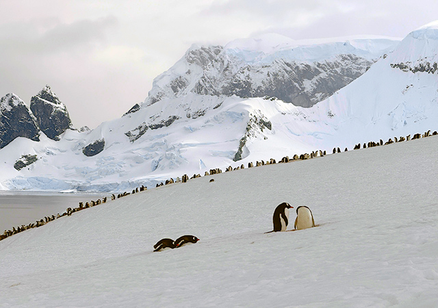 邂逅南極主人．企鵝群