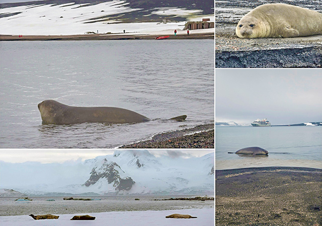 邂逅南極主人．海豹群