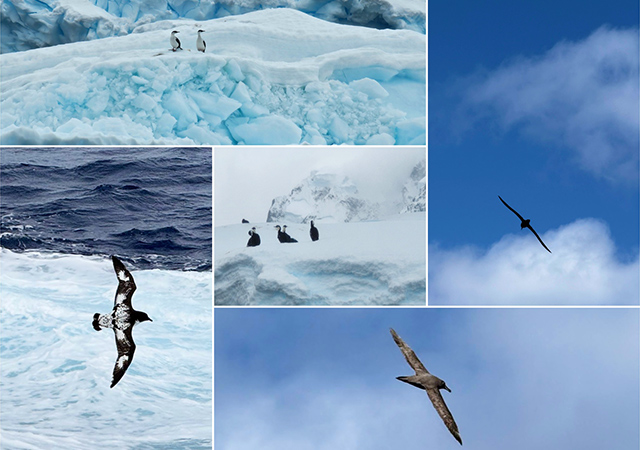 邂逅南極主人．海鳥與飛行鳥類