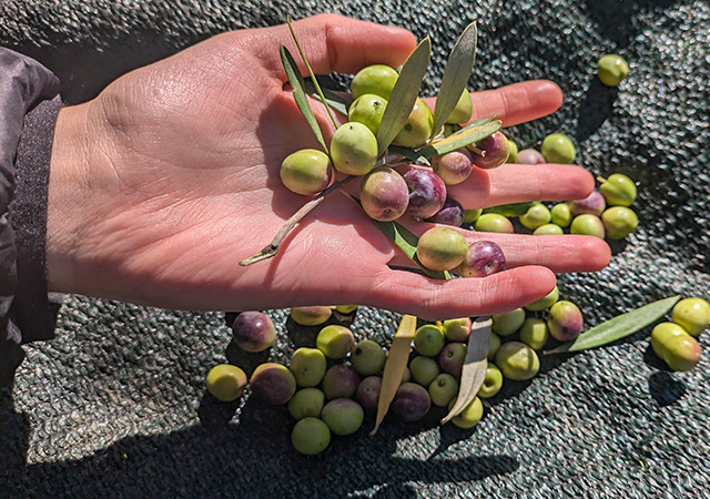 橄欖油導覽體驗Olive Oil Tour and Tasting