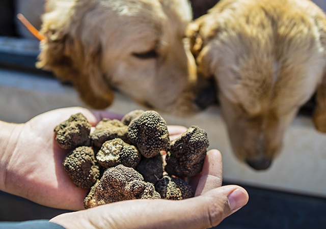托斯卡尼松露狩獵Truffle hunting in Tuscany