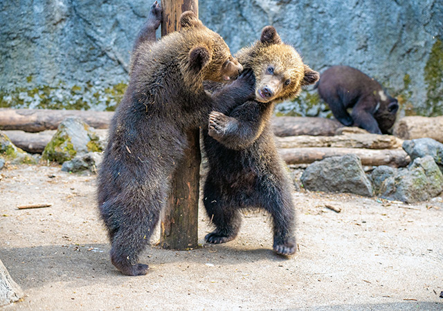 昭和新山熊牧場