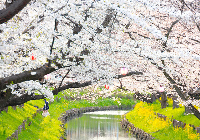 川越新河岸川之櫻