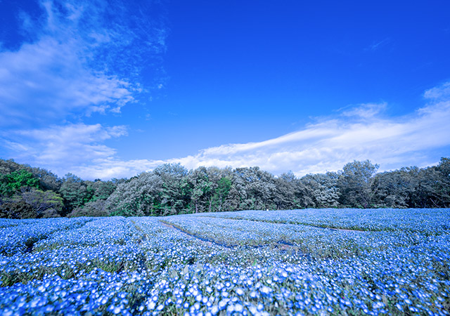 國營武藏丘陵森林公園