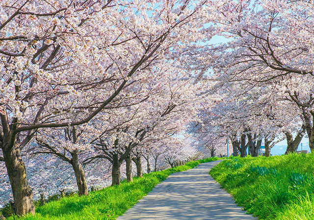 大河津分水櫻花林蔭道