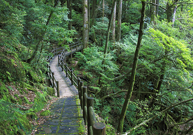 屋久杉樂園