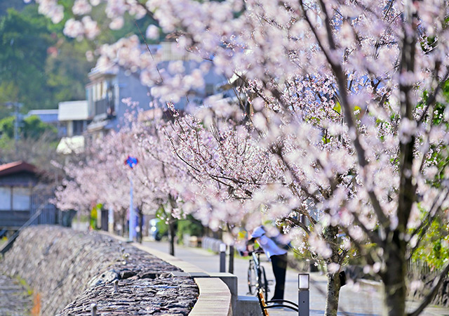 宇治川河畔散策