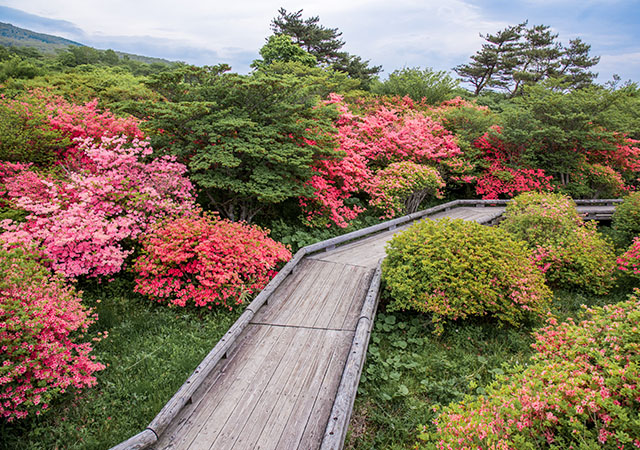 八幡杜鵑花群落