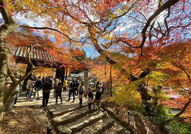 秋月城跡楓紅