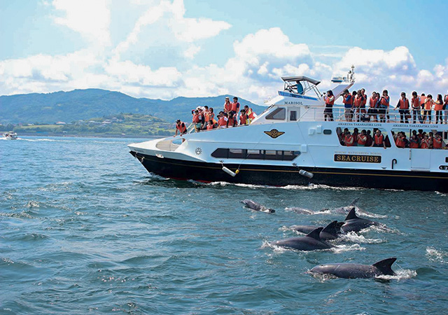 天草遊輪賞海豚