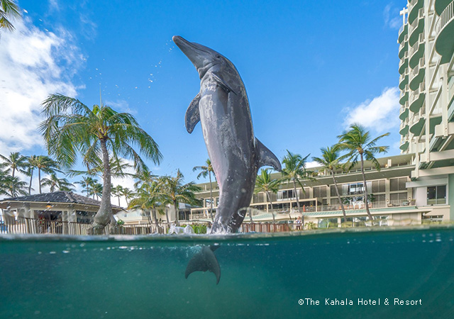 與海豚共游Dophin Encounter