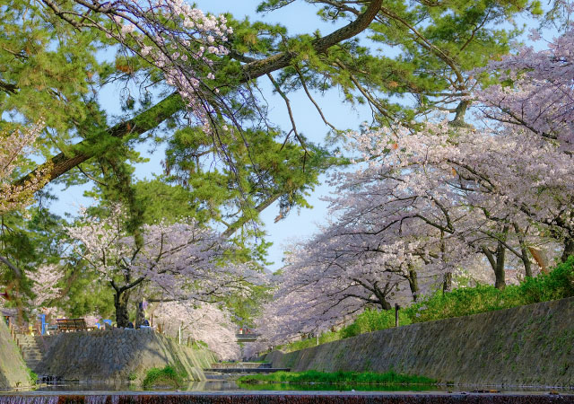 夙川河川敷綠地