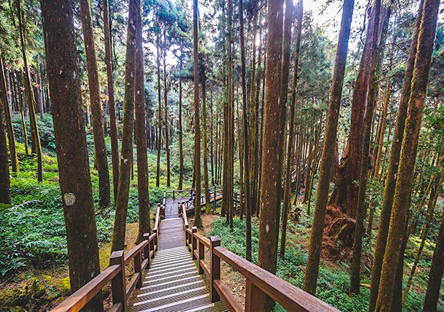 阿里山森林遊樂區