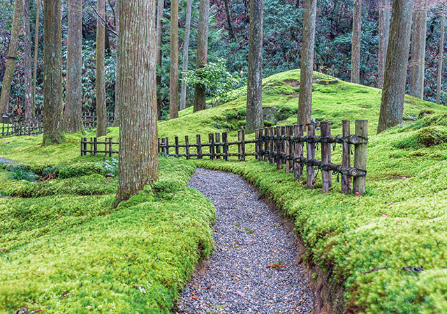 叡智之杜(苔之里)