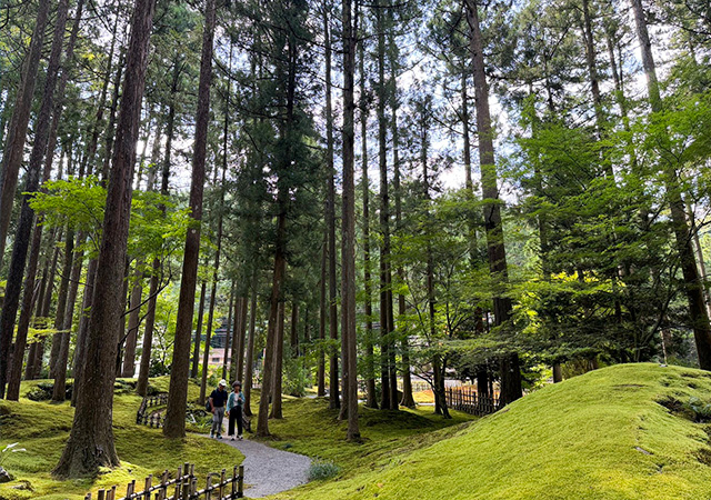 叡智之杜(苔之里)