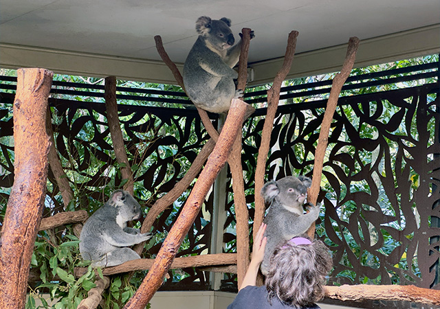 龍柏動物園Lone Pine Koala Sanctuary