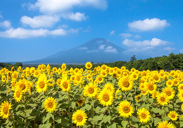 山中湖花之都公園