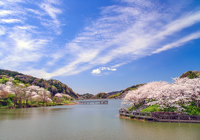 秘境河畔櫻花祭