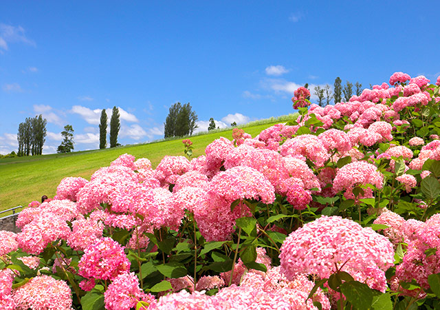 國營越後丘陵公園