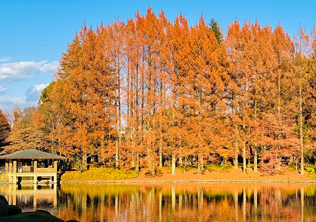 栃木縣中央公園