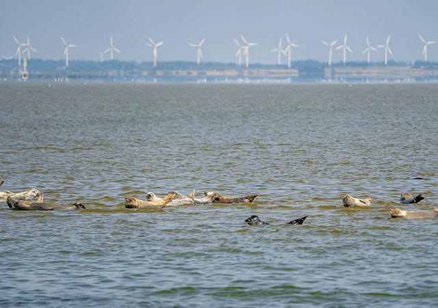 找尋野生海豹之旅 Seals Finding Trip