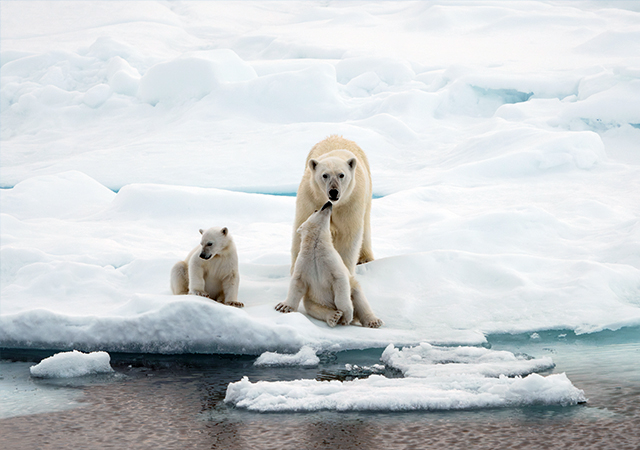 北極熊Polar bear