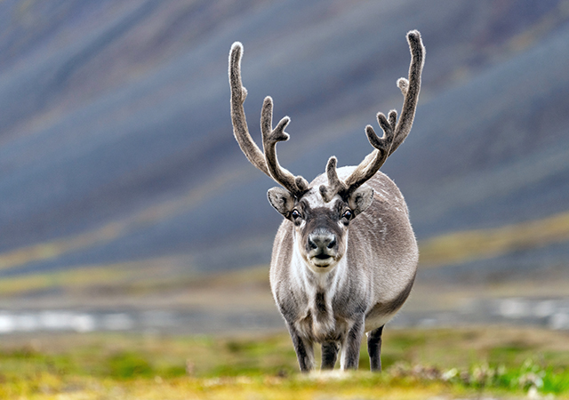 斯瓦爾巴馴鹿Svalbard reindeer
