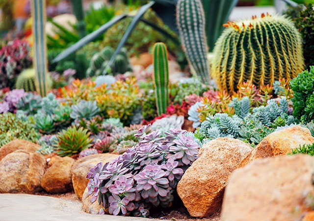 福祥仙人掌園藝中心