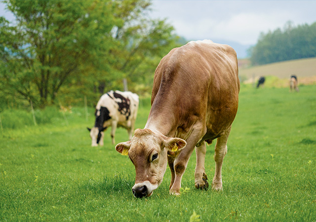 美瑛放牧酪農場