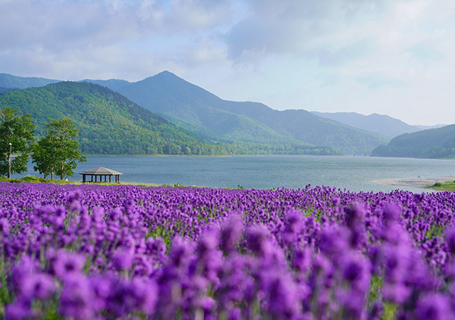 金山湖森林公園