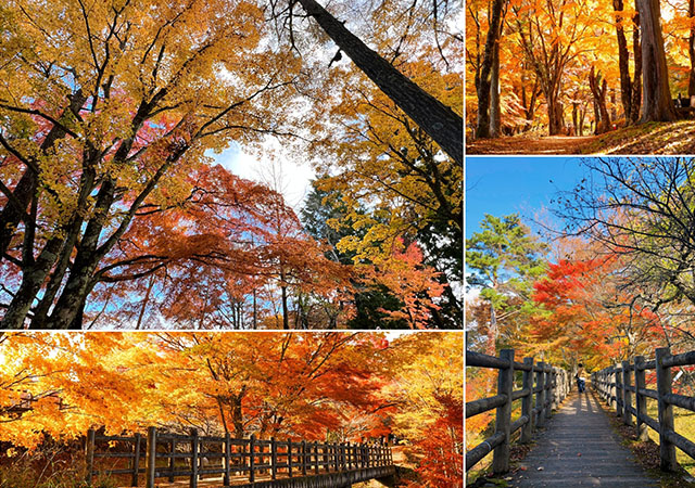旭日丘湖畔綠地公園