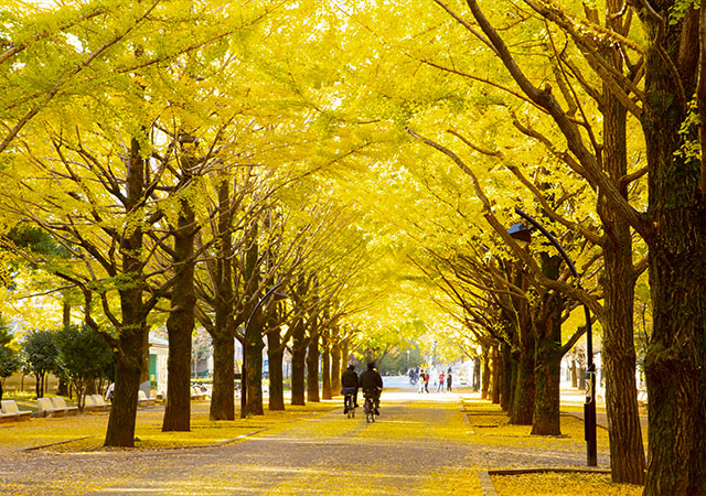 東京都立光丘公園