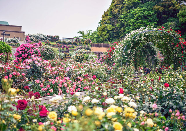響灘綠地Green Park玫瑰園