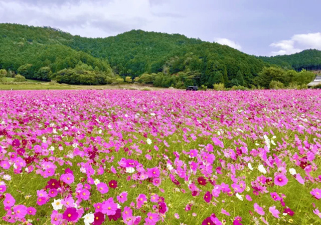 清住波斯菊花園