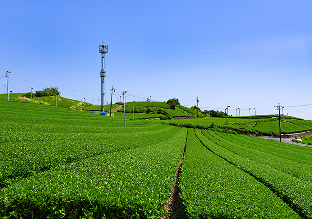 燒津茶園