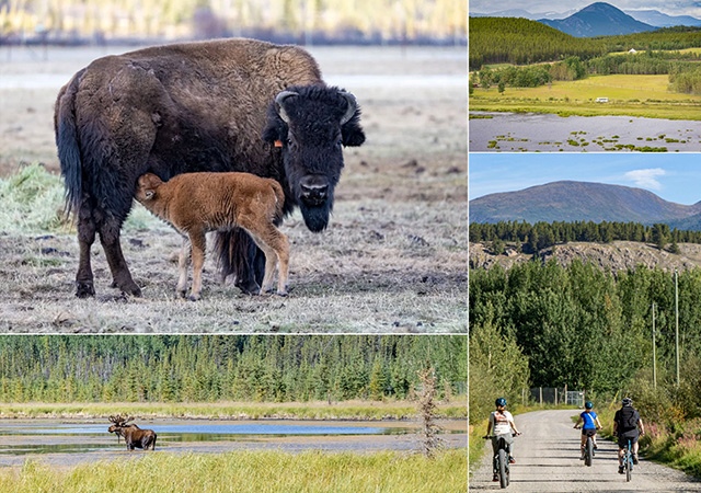 育空野生動物保護區Yukon Wildlife Preserve