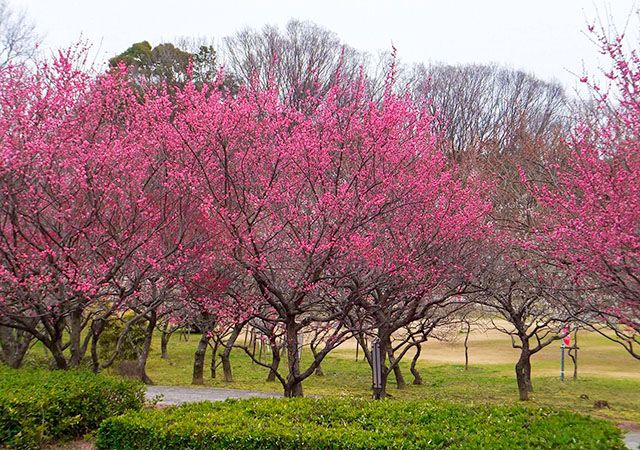 平芝梅林公園