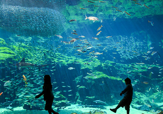 九十九島水族館海閃閃