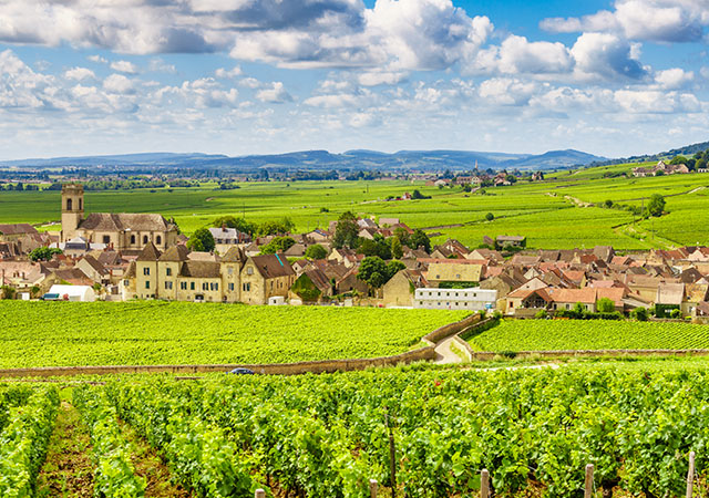 勃根地Burgundy