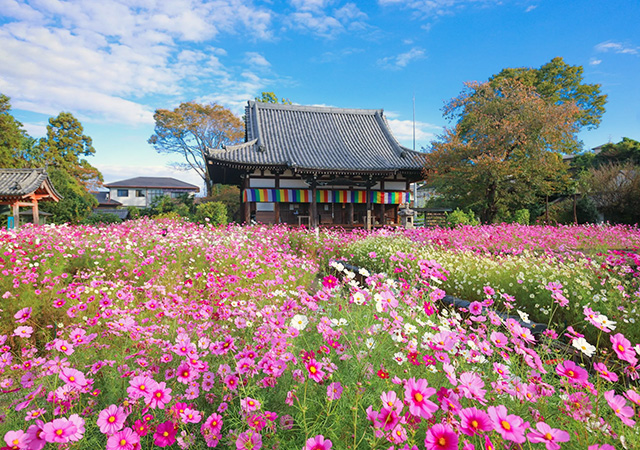 般若寺