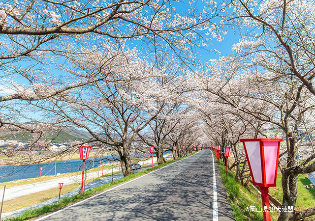 久世櫻隧道