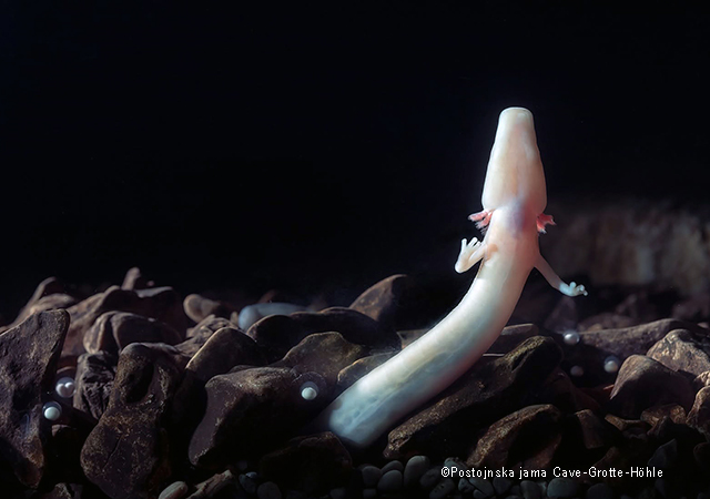 盲洞蠑螈 Proteus Anguinus