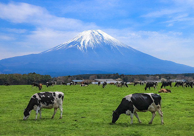朝霧高原